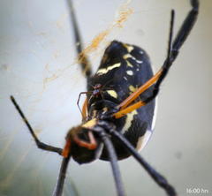 Trichonephila senegalensis annulata