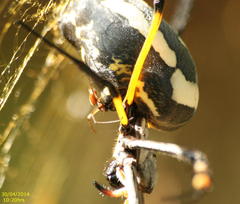 Trichonephila senegalensis annulata
