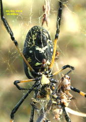 Trichonephila senegalensis annulata