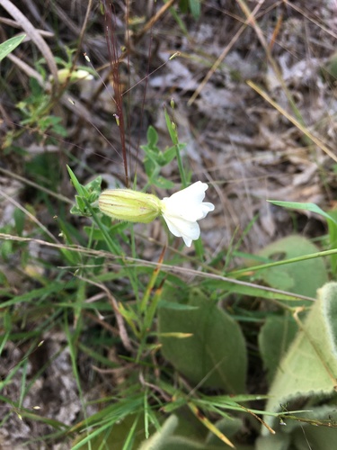 photo of White Campion (Silene latifolia)