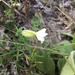 photo of White Campion (Silene latifolia)