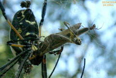 Trichonephila senegalensis annulata