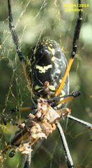 Trichonephila senegalensis annulata