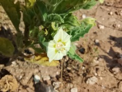 Chamaesaracha sordida