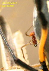 Trichonephila senegalensis annulata
