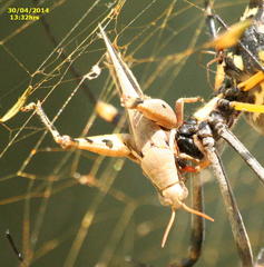 Trichonephila senegalensis annulata