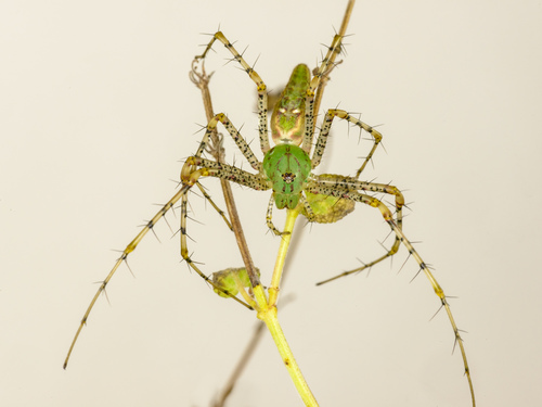 Green Lynx Spider (Peucetia viridans) · iNaturalist