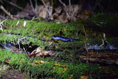 Plethodon meridianus