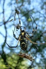 Trichonephila senegalensis annulata
