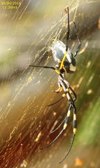 Trichonephila senegalensis annulata