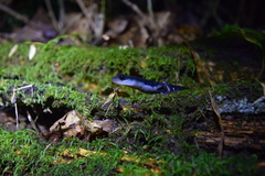 Plethodon meridianus