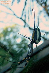 Trichonephila senegalensis annulata
