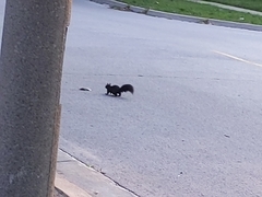 Sciurus carolinensis