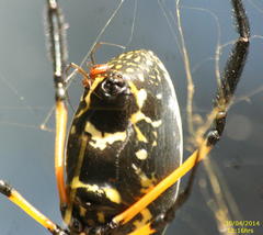 Trichonephila senegalensis annulata