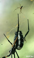 Trichonephila senegalensis annulata