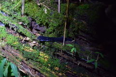 Plethodon meridianus