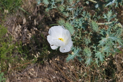 Argemone squarrosa