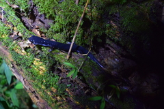 Plethodon meridianus
