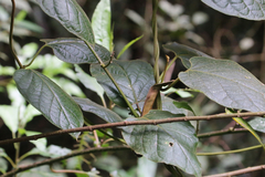Parsonsia fulva