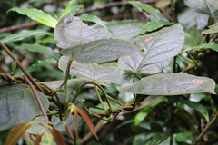 Parsonsia fulva