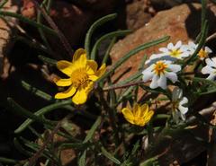 Rhynchopsidium pumilum