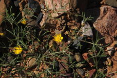 Rhynchopsidium pumilum