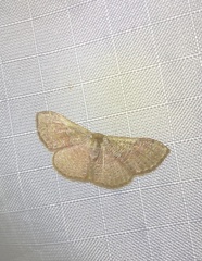 Leptostales ferruminaria