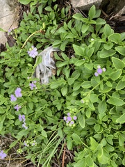 Ageratum littorale