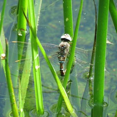 Rhionaeschna multicolor