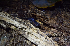 Plethodon meridianus