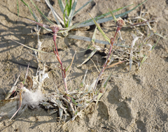 Sporobolus aculeatus