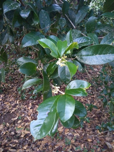 Osmanthus fragrans iNat (3)