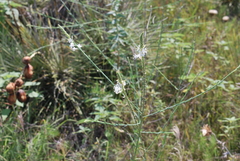 Oenothera glaucifolia