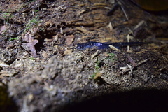 Plethodon meridianus