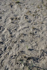 Sporobolus aculeatus