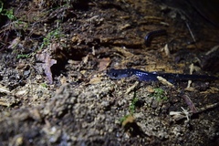 Plethodon meridianus