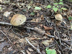 Leccinum insolens