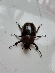 Xylotrupes gideon gideon
