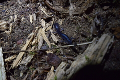 Plethodon meridianus