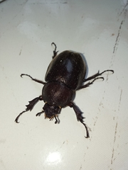 Xylotrupes gideon gideon