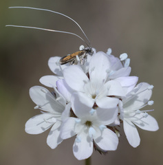Adela singulella