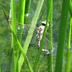 Rhionaeschna multicolor