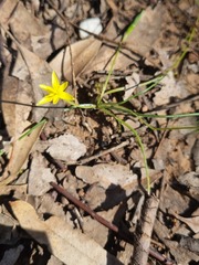 Pauridia glabella glabella