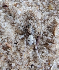 Arctosa perita