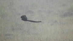 Euplectes progne progne