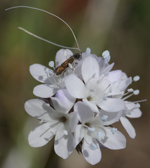 Adela singulella