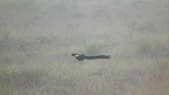 Euplectes progne progne