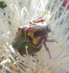 Leucocelis aeneicollis