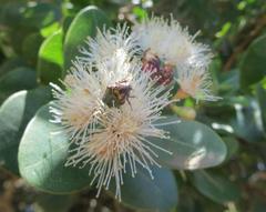 Leucocelis aeneicollis