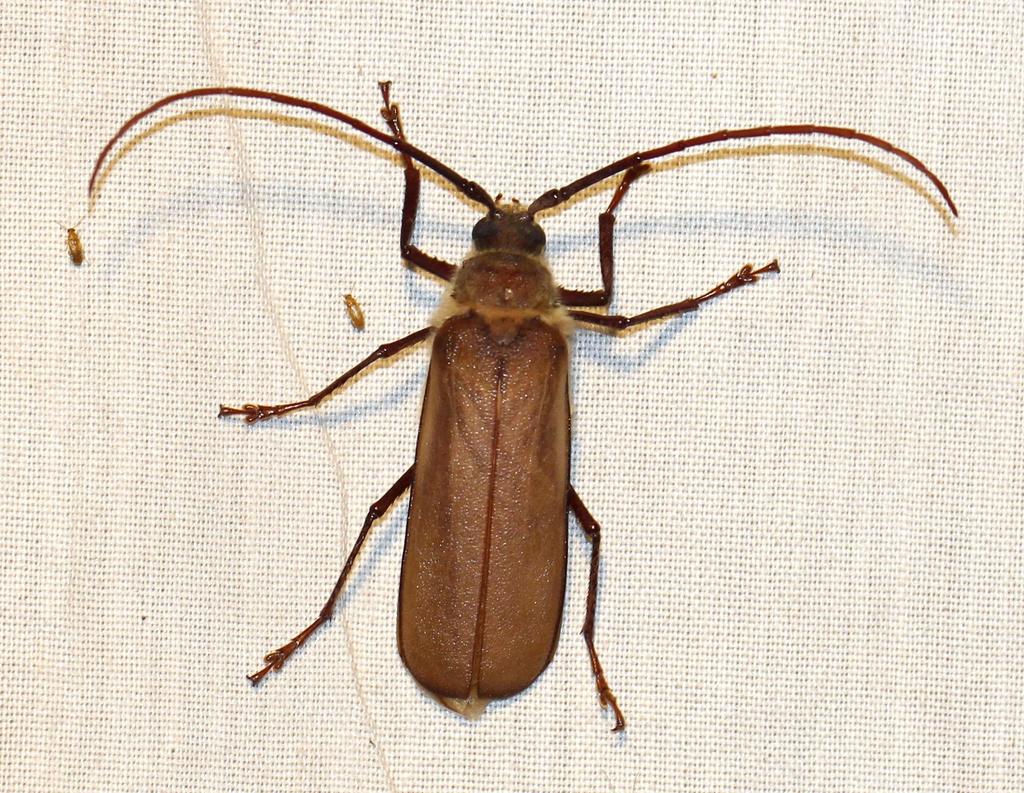 Erioderus pallens